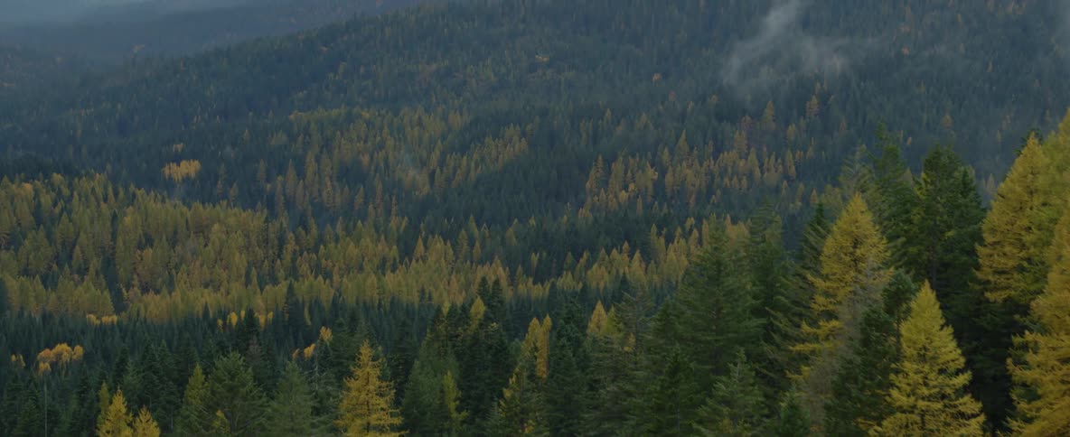 Car driving through a pine tree forest near the mountains