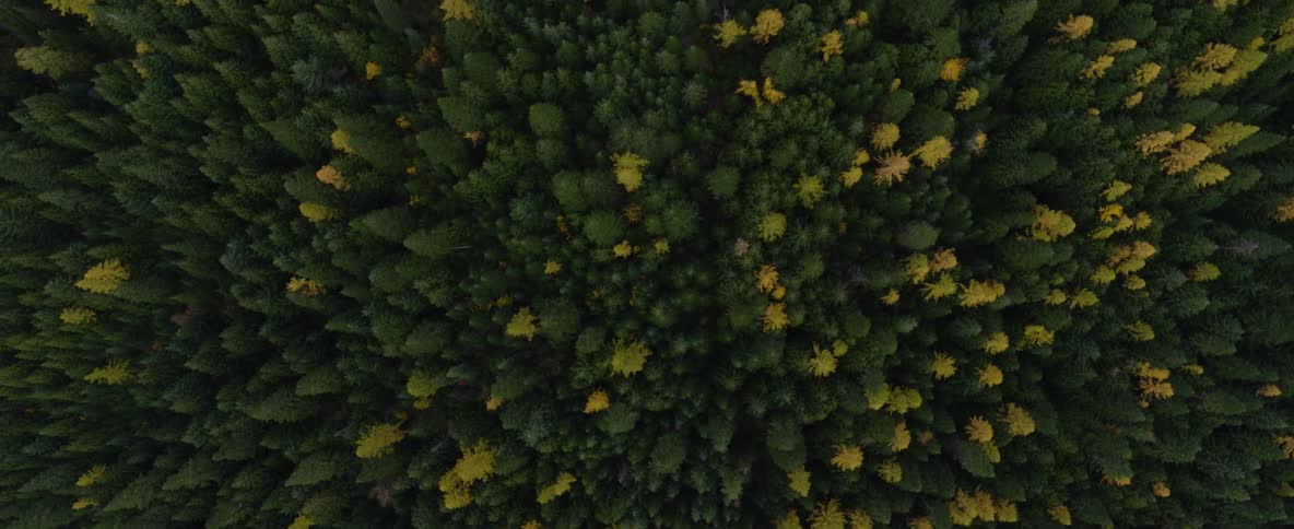 Aerial view over dense forest canopy