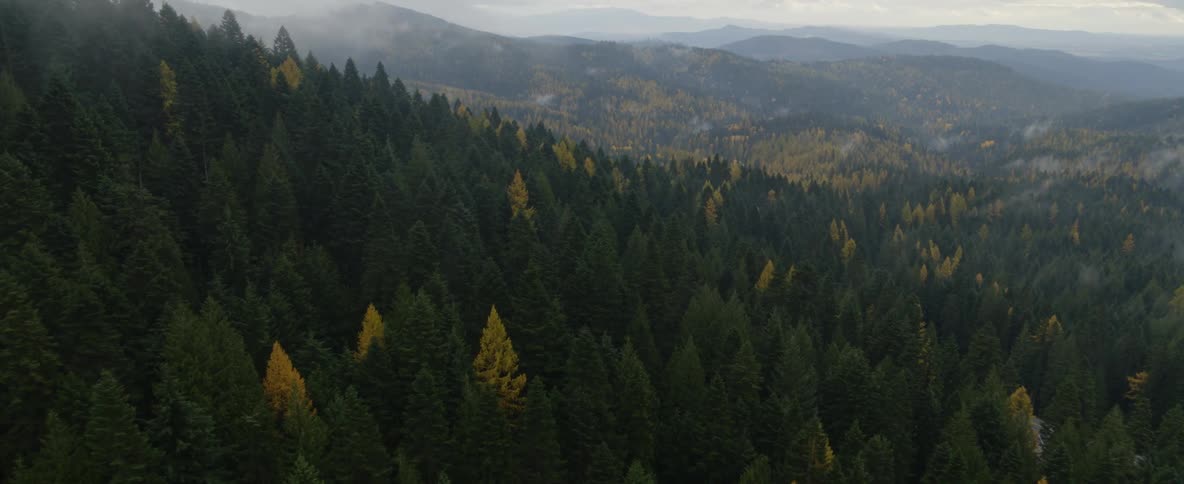 Flying through the clouds over a mountain range covered in pine trees