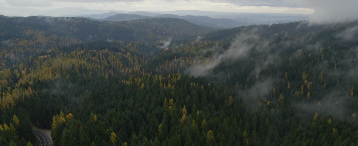 Aerial over a fall changing forest