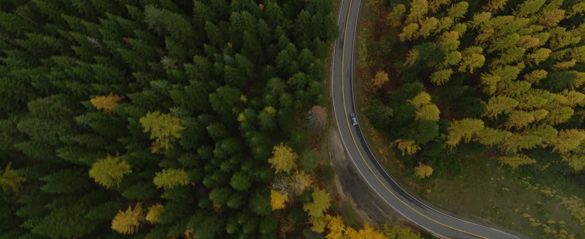 Aerial of car driving through a fall forest
