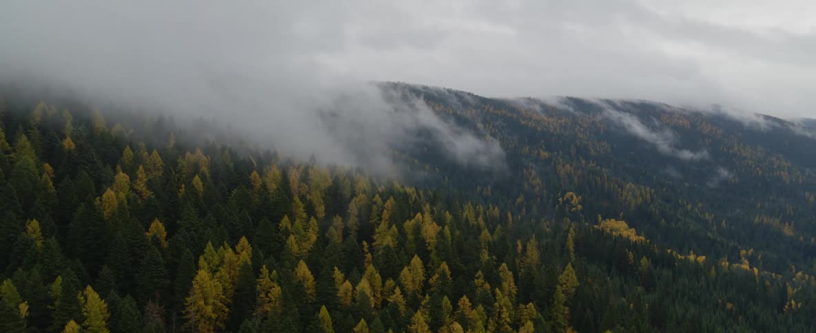 Clouds cover drops low on mountain peaks covered in pine trees