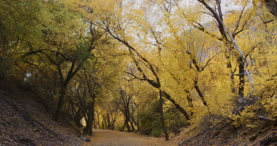 Trees with yellowed leaves along a path on a park in the morning