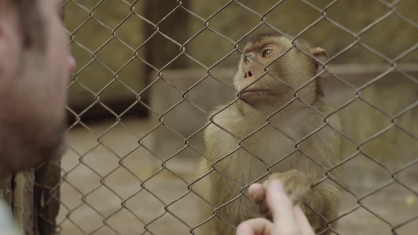A monkey holds a persons hand through a fence