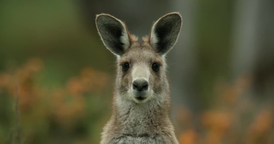 A kangaroo turns its ear around while sitting in a field