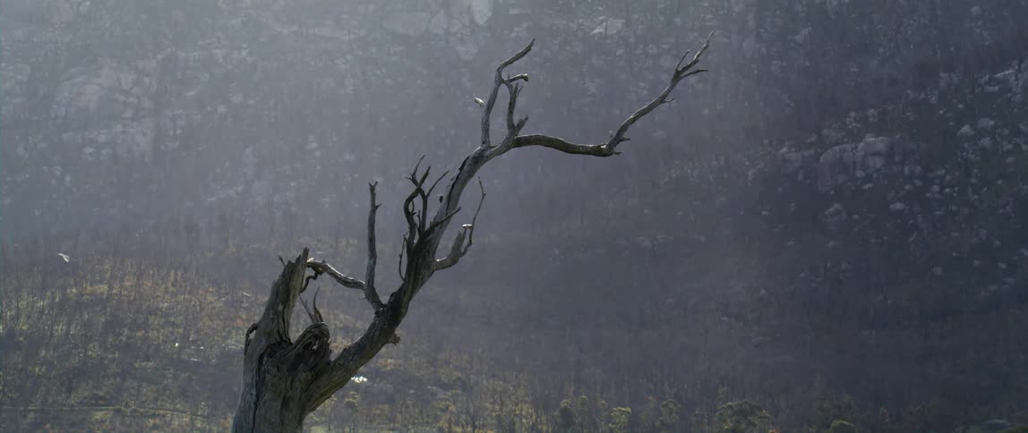 Leafless tree stands against foggy mountain side