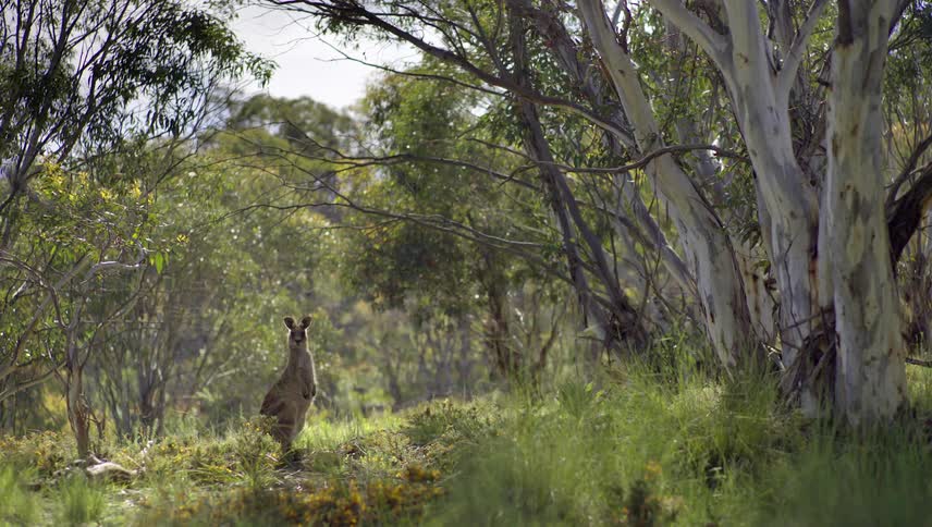 Kangaroo stands in forest clearing staring