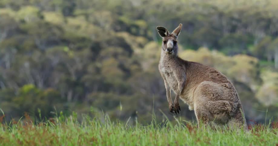 An animal standing outdoors