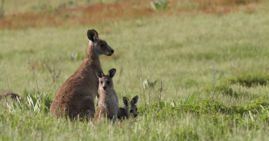 A kangaroo is in a field enjoying the sun with her two babies