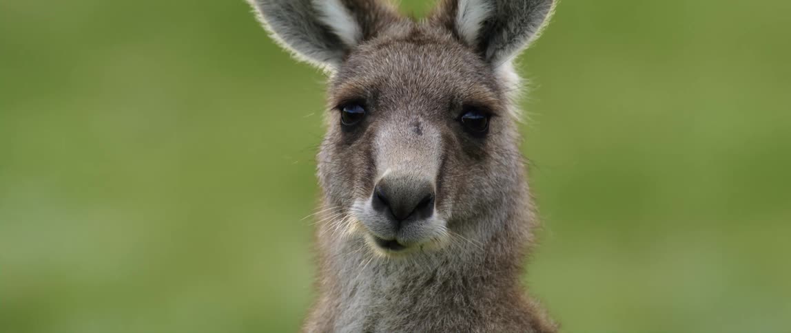 A view of an animal outdoors