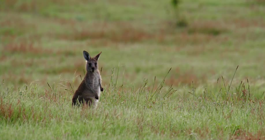 A kangaroo is in a field and hops away as the grass moves in the breeze
