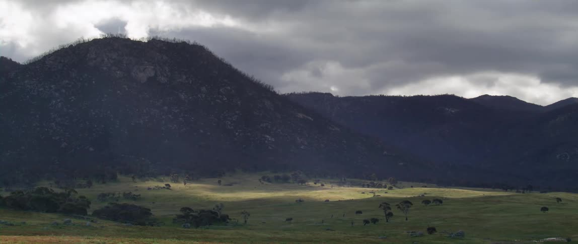 Trees dot grasslands bordering misty mountains under and overcast sky