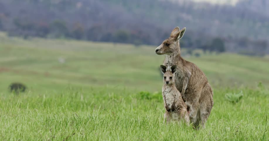 A kangaroo is in a field enjoying the sun with her baby