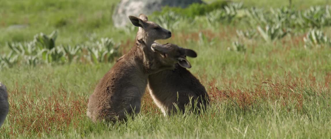Two kangaroo play on the field