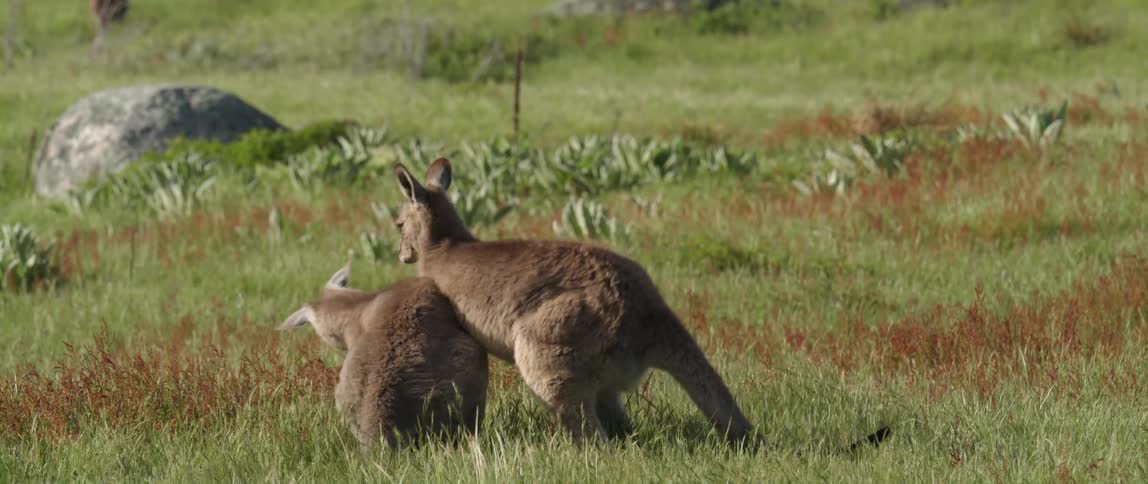 Two kangaroos standing on two legs in the grass fighting and wrestling