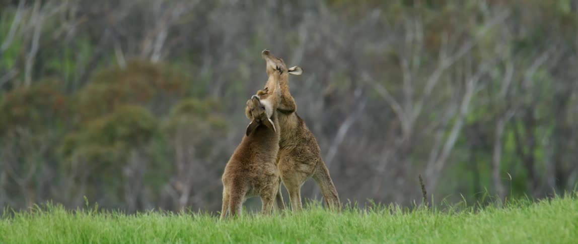 Two kangaroos standing on two legs in the grass fighting