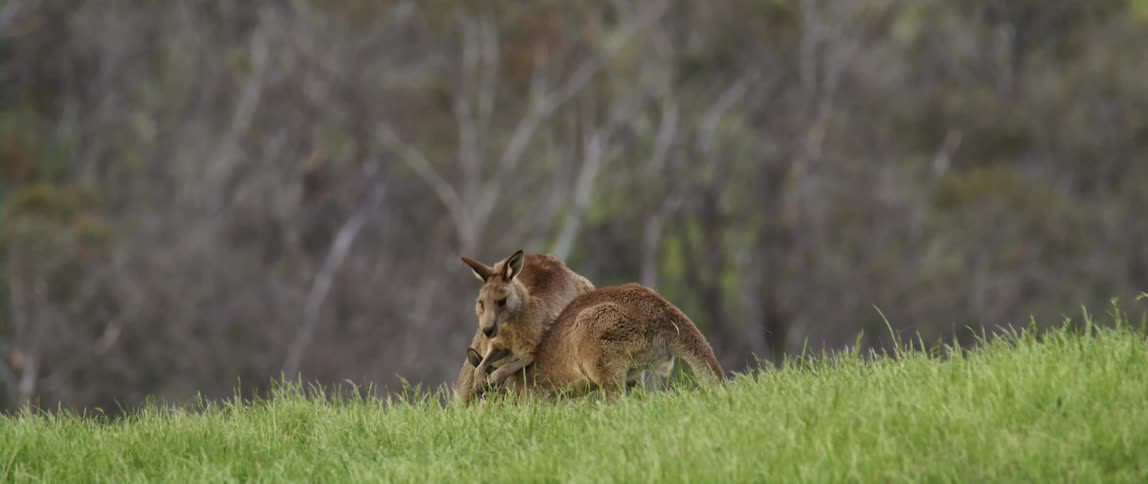 Two kangaroo play together outside