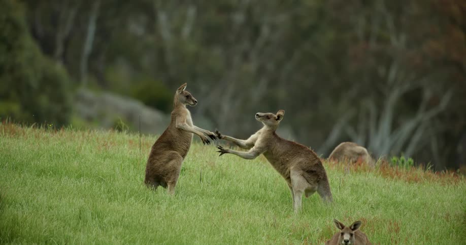 Kangaroo touch together on the field