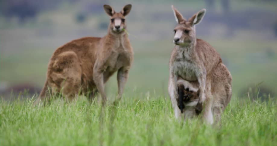 Two kangaroos standing outdoors