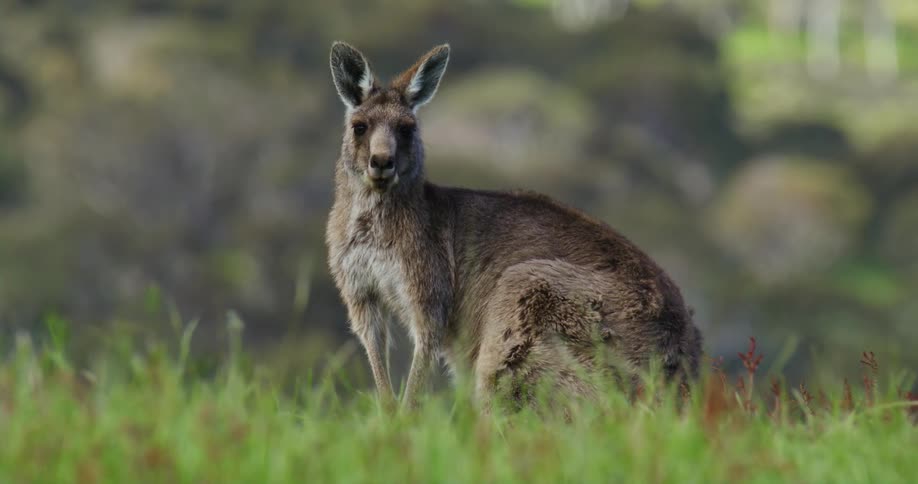 A kangaroo grazes and eats grass in a field