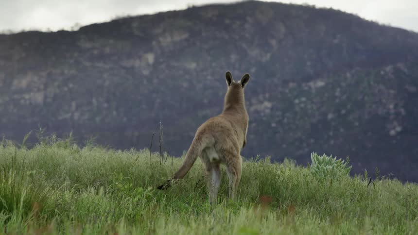A kangaroo hops away through a field