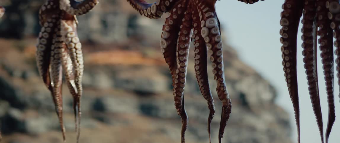 Octopus hanging to dry on a line near the ocean where boats bob in the water