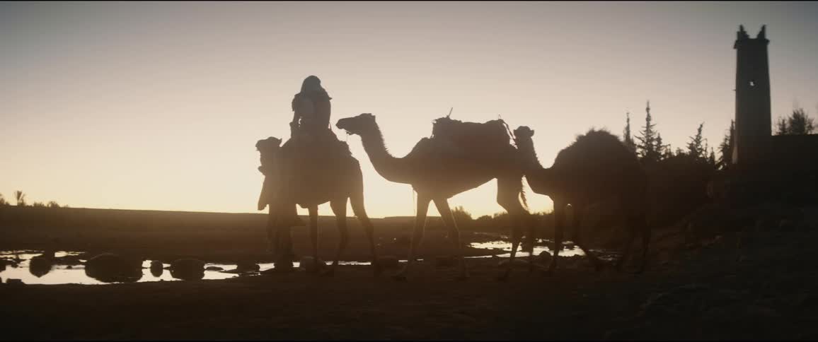 Two people walking with camels outdoors