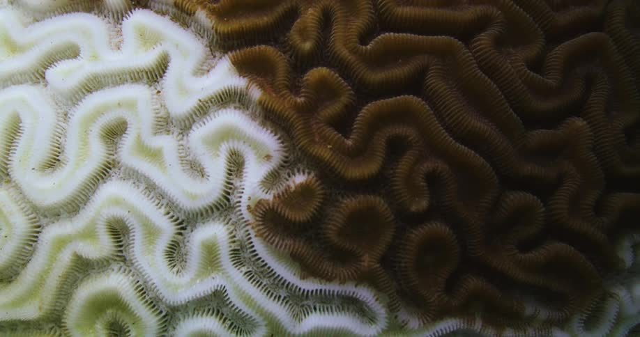 Stony Coral Tissue Lost Disease