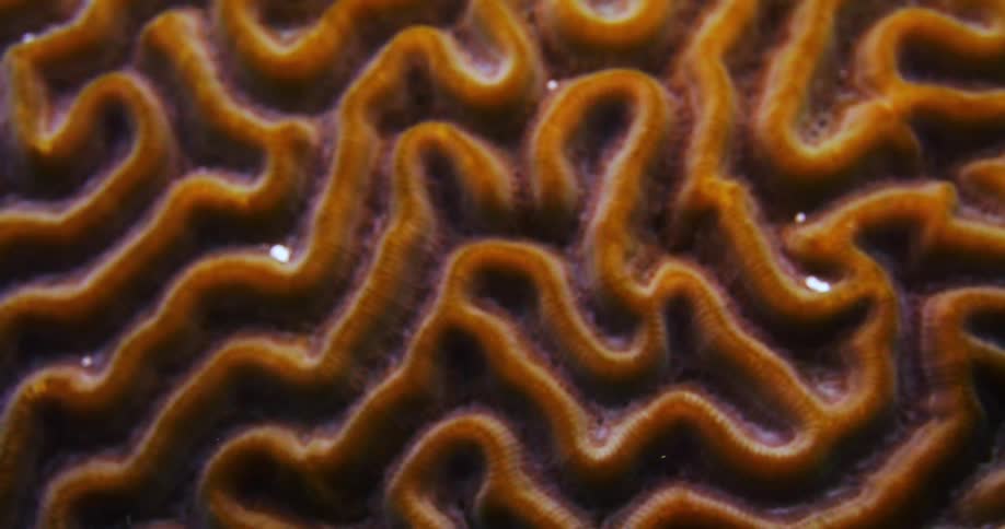 Brain Coral Underwater