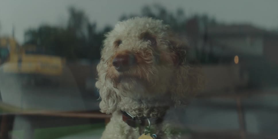Little dog barks out the window