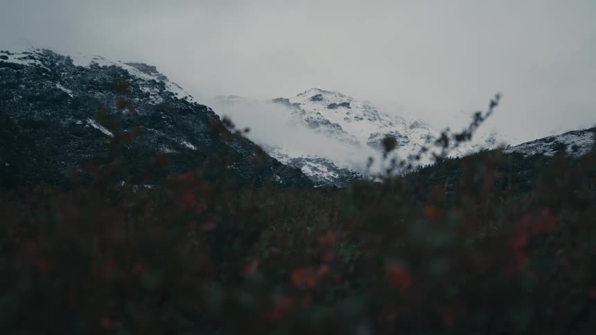 Plants in front of a snowy mountain range
