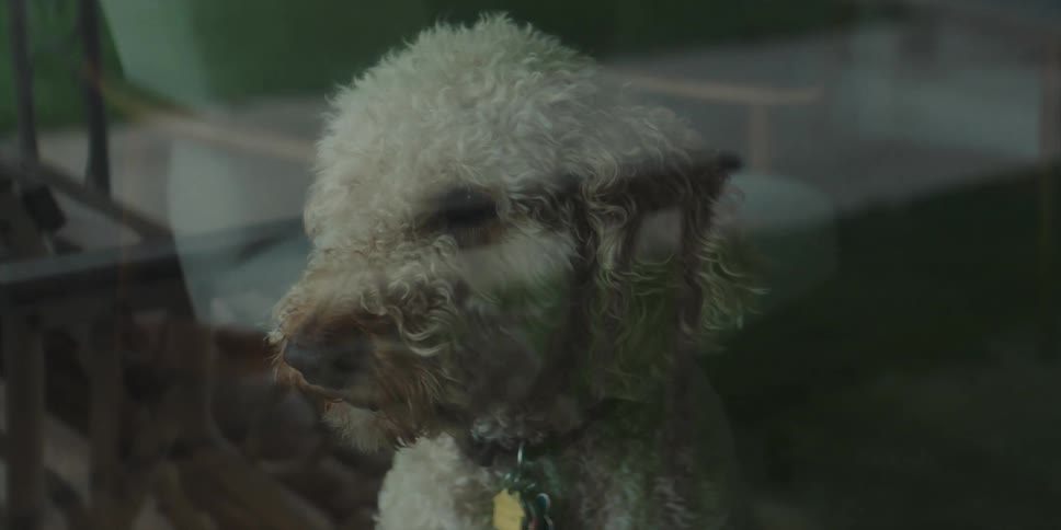 A dog is barking near the window in its home