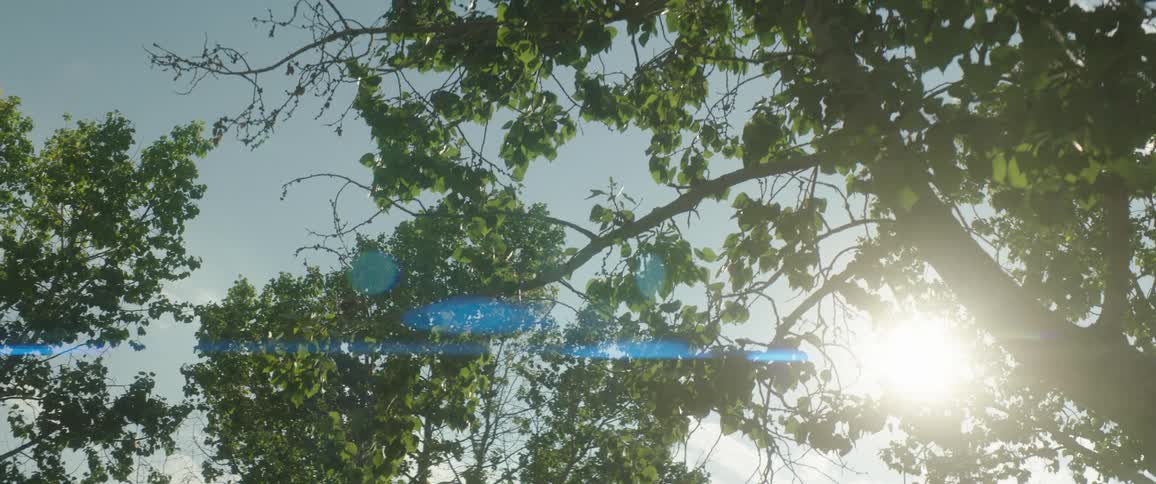 Sunlight shines through the foliage of a group of trees
