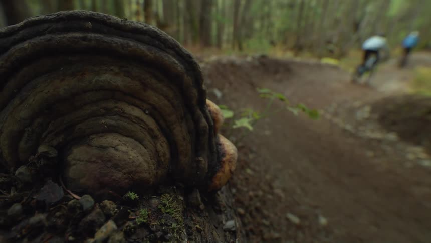Two kids on mountain bikes ride a curving dirt trail past a log in the woods