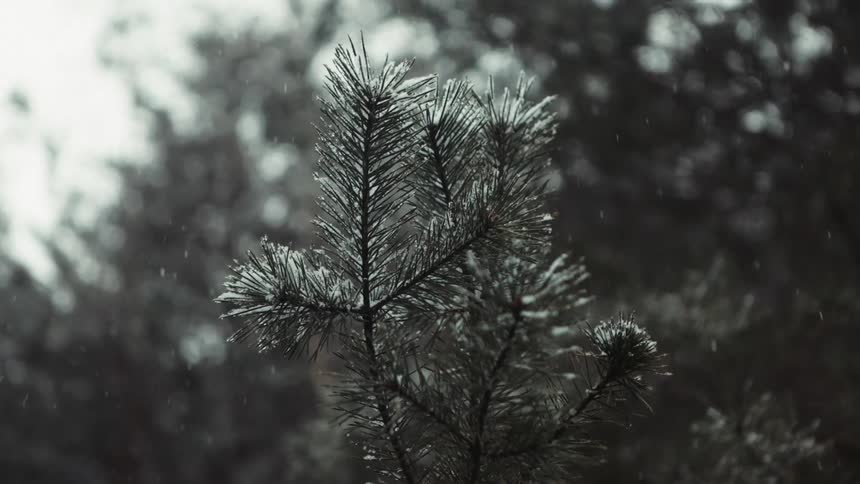 Snow is falling on a pine tree and there is a forest in the distance