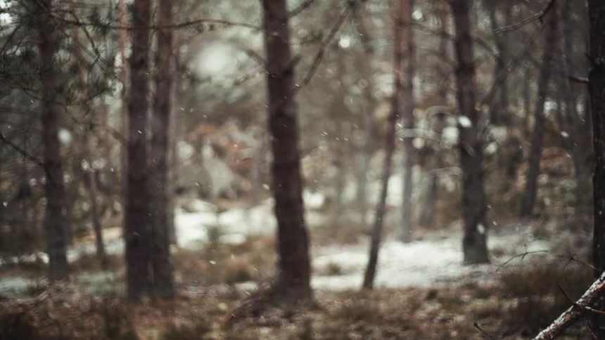 Snow falling in a forest