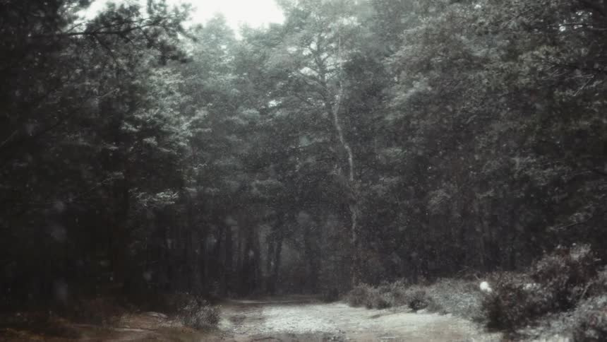 Powdery snow slowly falls diagonally and down onto a path through a forest area filled with slight and still evergreen trees