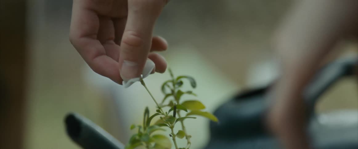 A hand touches the petals of a white flower