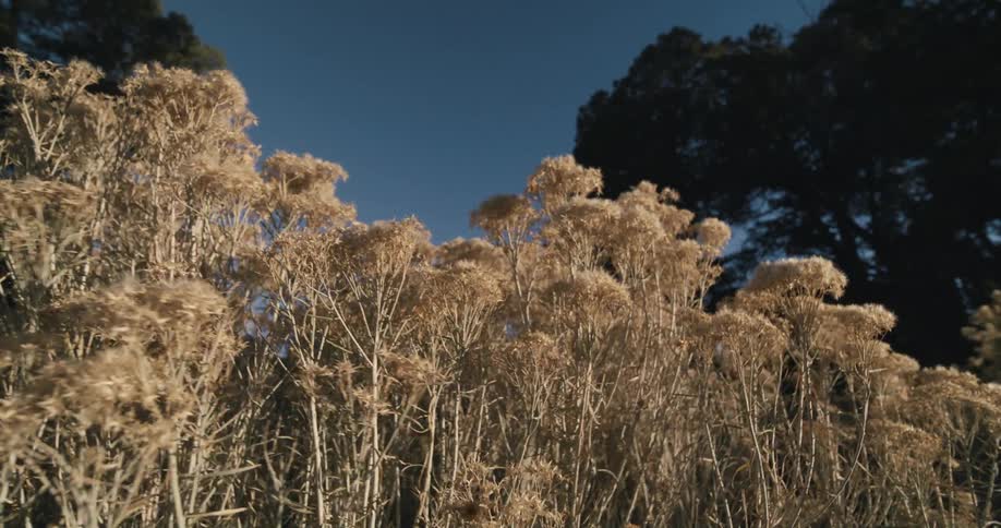 Wildflowers wave in the breeze near tall trees