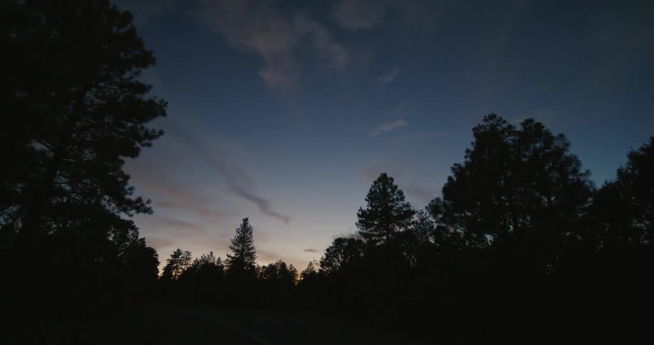 Silhouetted trees in a forest at sunset