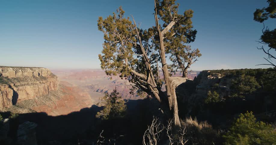 A tree on top of a canyon ridge under a cloudless sky