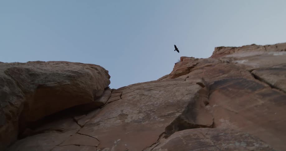 A large bird flies over the top of a canyon