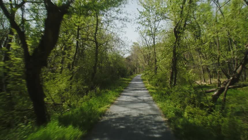 The sun shines through the trees on a road in the woods