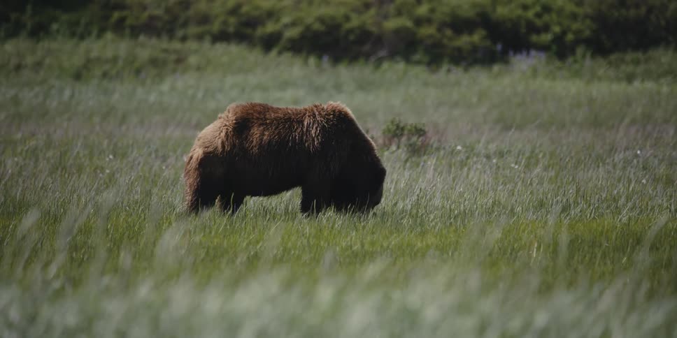 A brown bear is walking across the grass