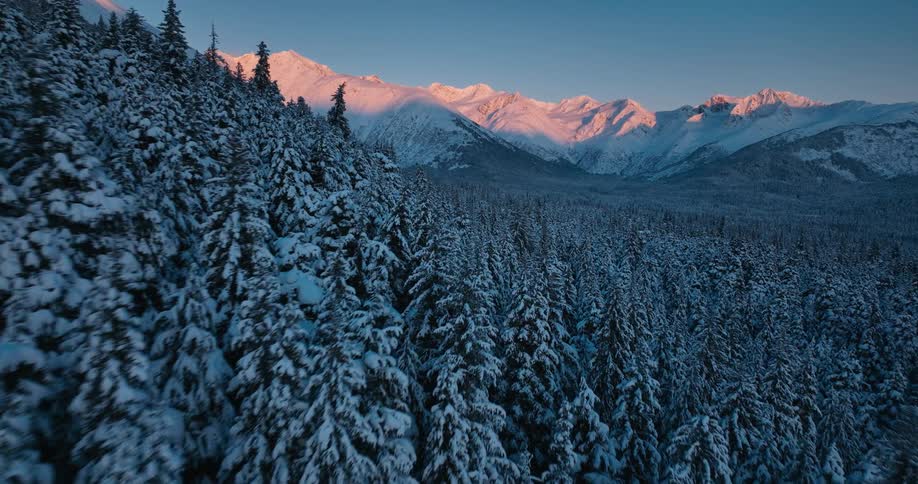 A dense forest on the slope of a snowy mountain in the evening