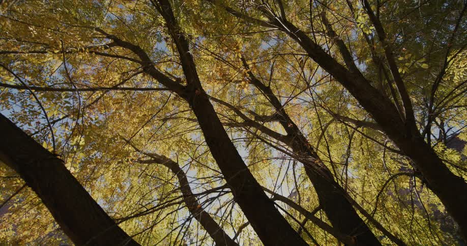 The sun shines on fall colored leaves on the trees