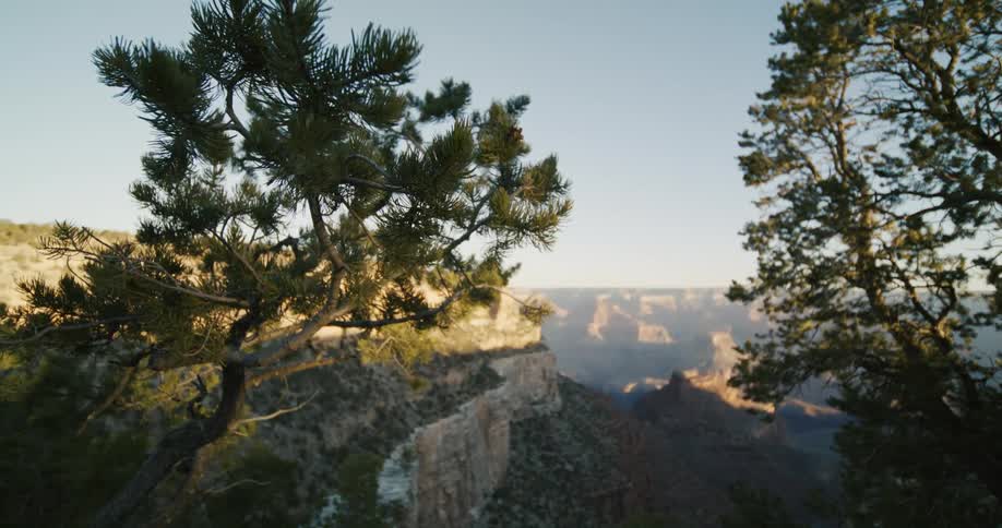 Trees on the edge of a cliff