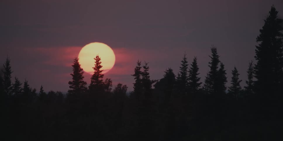 A huge sun is setting behind pine trees in a dark sky