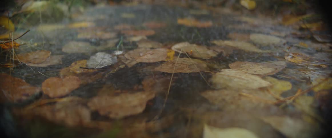 A puddle of rainwater filled with fallen leaves on a rainy day