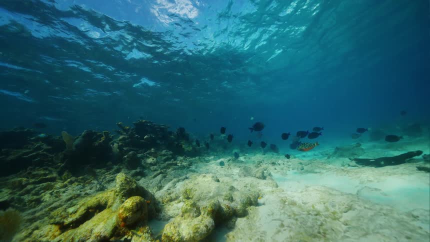 A school of fish swims together near the sea floor during the day